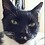 BorrisTheCat