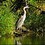 scott_Sedman